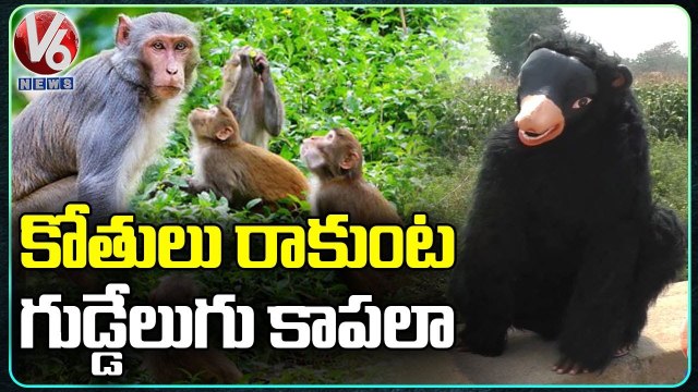 Siddipet Farmer Turns As Bear To Protect His Crop From Monkeys | V6 News