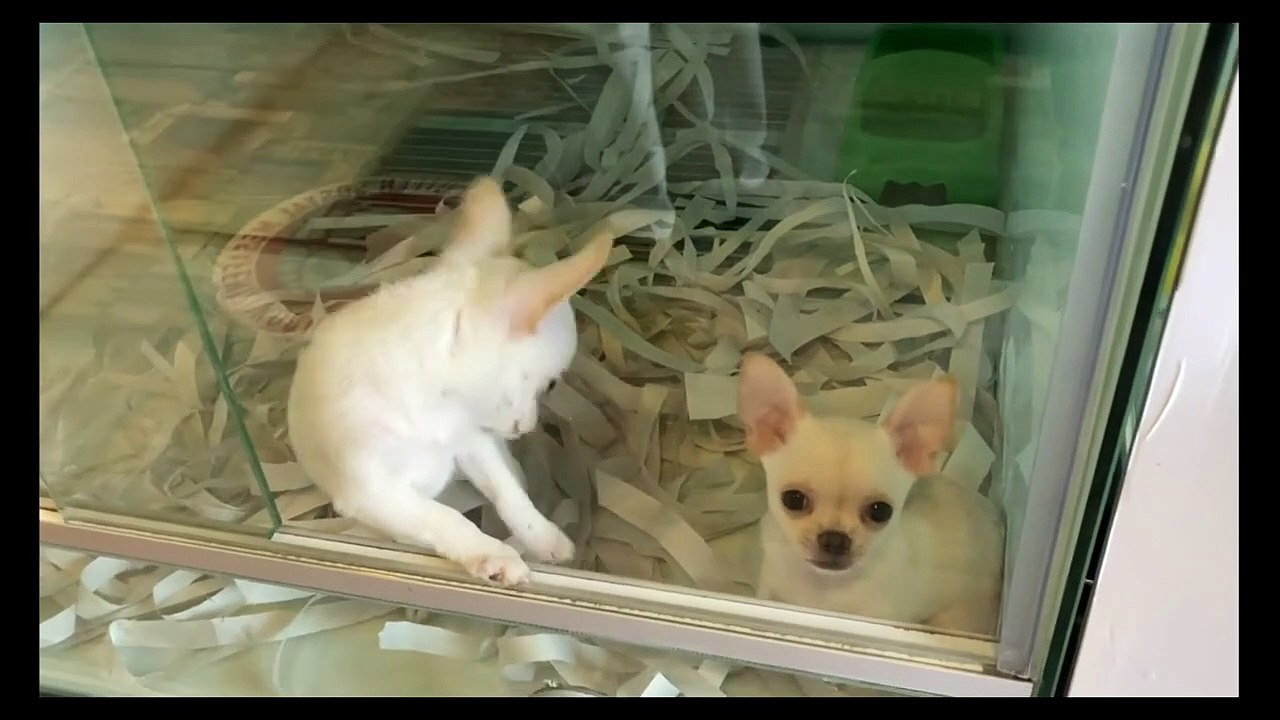 animaux drôles 2022 chat et chiens drôles