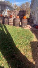 Happy Pups Play Balloon Volleyball