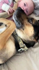 8-Month-Old and Dog Cuddle in Bed and Wake up Dad