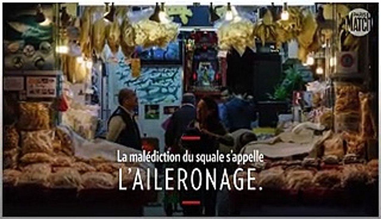 Les animaux nous les aimons, sauvons les : le requin