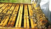 Au cœur de la biodiversité des jardins du château de Versailles