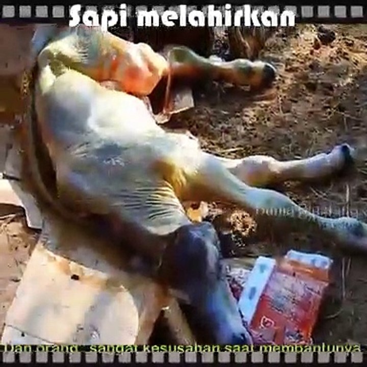 Proses sapi melahirkan