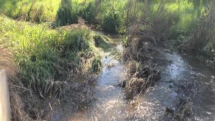 The Daily Advertiser Oura water runoff