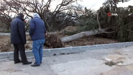 Balıkesir'de asırlık servi ağacı rüzgara dayanamadı