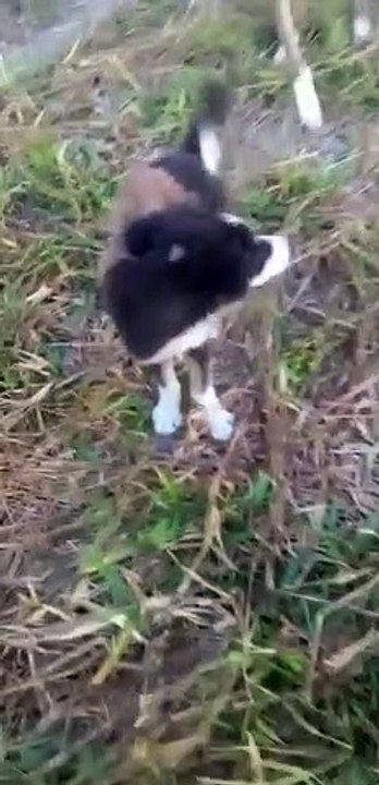 Monkey Rides Around on Other Animals