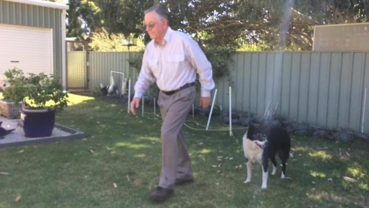Daily Advertiser - Barry McDonald and Tatiana the border collie  - grand obedience champion