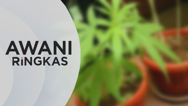 AWANI Ringkas: Ahli politik tanam pokok ganja di rumah ditahan