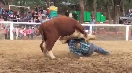Brad Pierce steer wrestling at Buchan