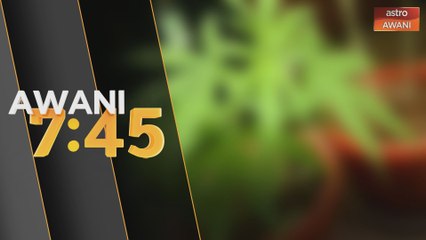 Bekas calon PRU-14 tanam pokok ganja di rumah