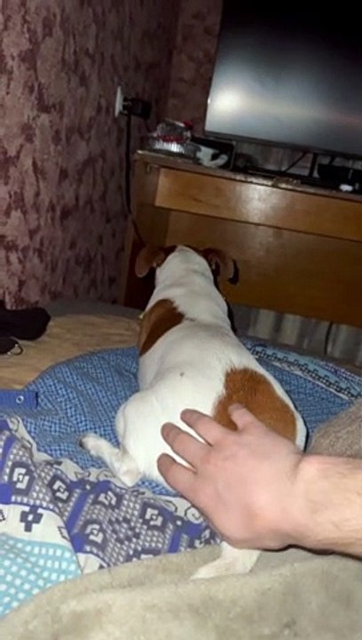 Do Not Disturb the Dog