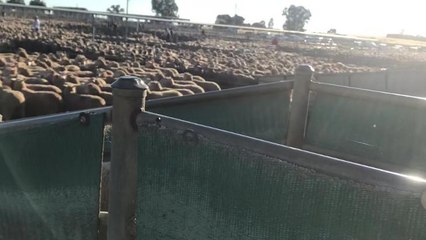 Sheep being offloaded from a truck to the Wagga Saleyards
