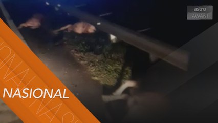 Kemalangan | Sembilan lembu mati bergelimpangan dirempuh kenderaan di LPT2