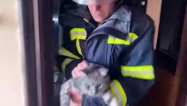 Serviço de emergência ucraniano salva animais presos em prédio em chamas