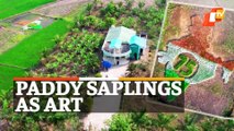 Paddy Saplings As Art | Farmer Transforms Farmland To Mark Azaadi Ka Amrit Mahotsav