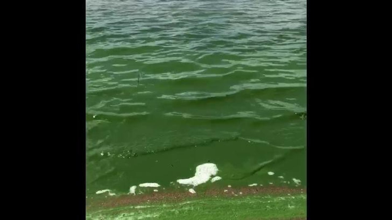 Lake Albert Algae