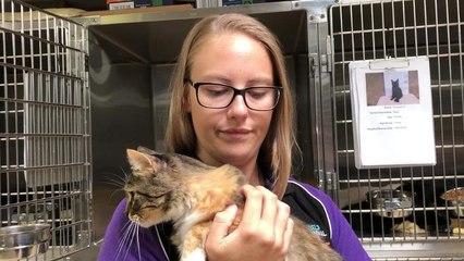 Keli Stephens talks pets