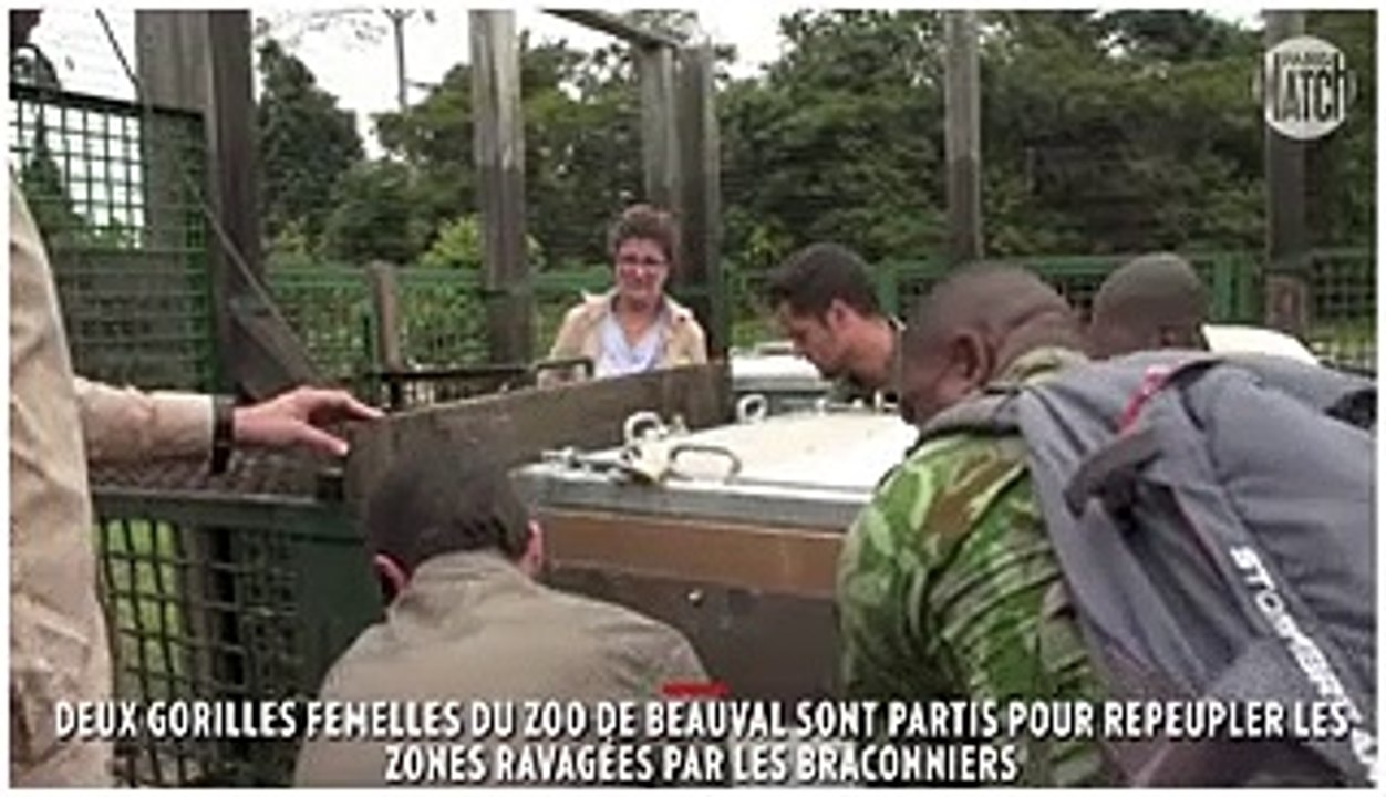 Retour au bercail pour les gorilles