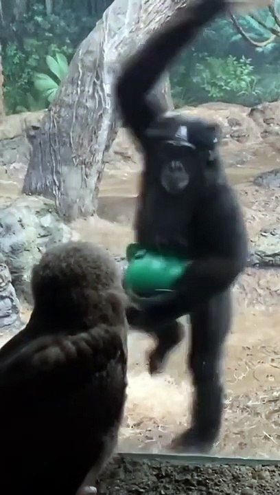 Animaux funny