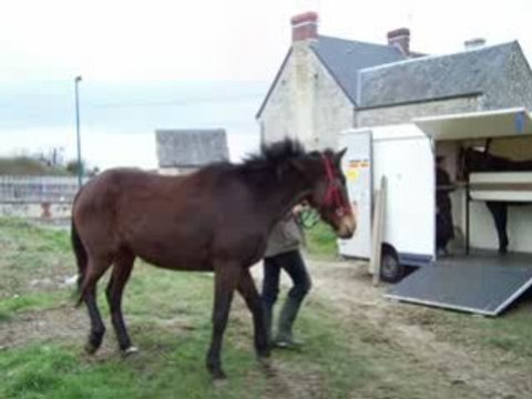 08 mars 2008 camion des chevaux