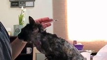 Gato ferido mostra a sua gratidão para com o veterinário que o ajudou