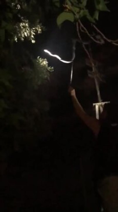 Giant snake found on Junee property