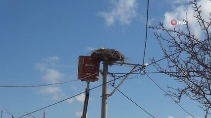 Leylek yuvalarında bahar temizliği