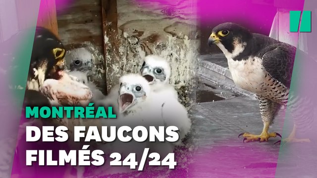 Cette télé-réalité de faucons n'a rien à envier aux Marseillais