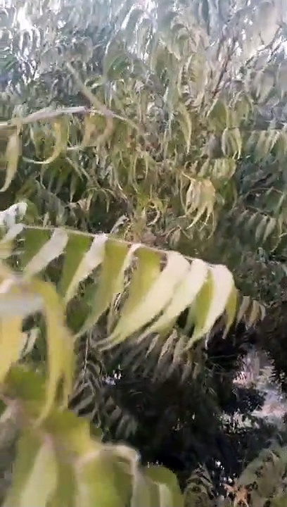 Neem tree benefits MashAllah # Gardening benefits __ Gardening benefits