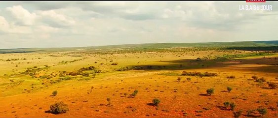 Bande-annonce : devenez ami avec "Mia et le lion blanc"