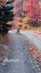 Un puma suit cette personne pendant 6 minutes dans l'état dUtah