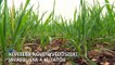 CNRS: kevesebb növényvédőszer mellett sem csökken a gazdák bevétele