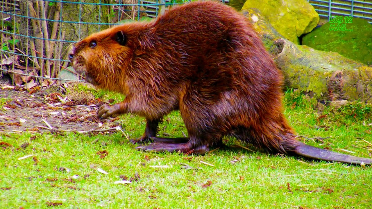 ANIMALES QUE SALVAN VIDAS DE SERES HUMANOS