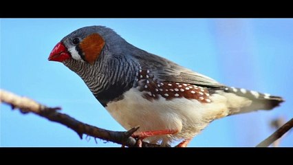 Méditation du DIAMANT MANDARIN [ANTHONY DORIAND]