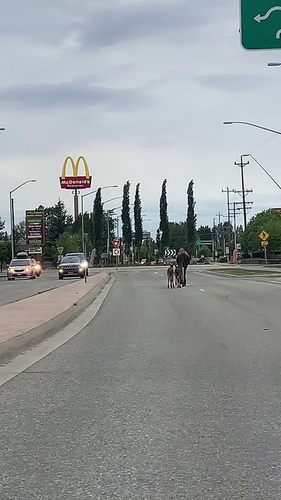 Mother Moose Walks Her Twins Down the Street in...