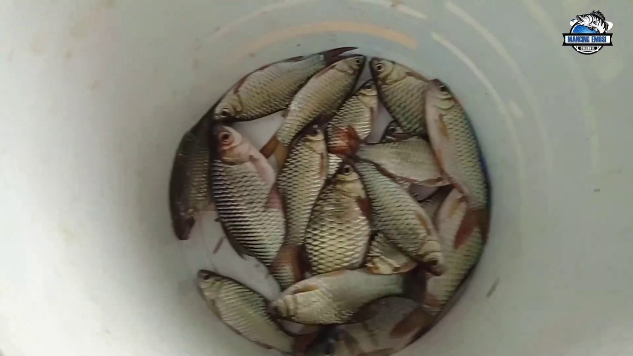 MANCING DIBAWAH JEMBATAN INI AUTO PANEN STRIKE DAN DAAPT BABOON