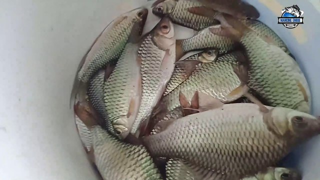 FISHING FOR SIAM SIAM FISH HERE THE STRIKE IS LOTS OF LOTS AND LOTS