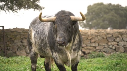 Victoriano del Río - Emilio de Justo - Las Ventas