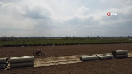 Çukurova'nın bereketli toprakları mısırla buluşmaya başladı