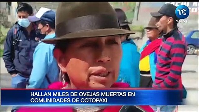 Más de mil ovejas aparecieron muertas en Cotopaxi