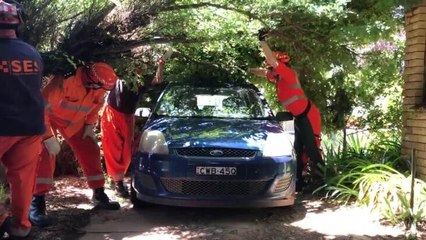 Freeing car from fallen branch, Forest Hill