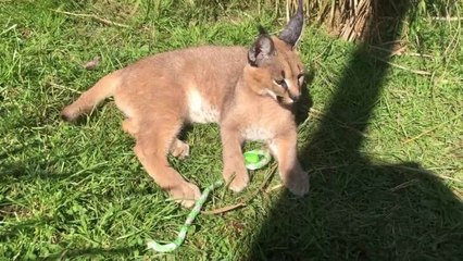 Caracals at Tasmania Zoo