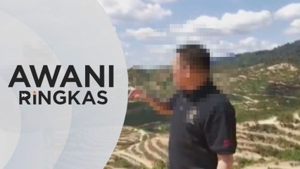 AWANI Ringkas: Penerokaan untuk ladang Musang King terbesar