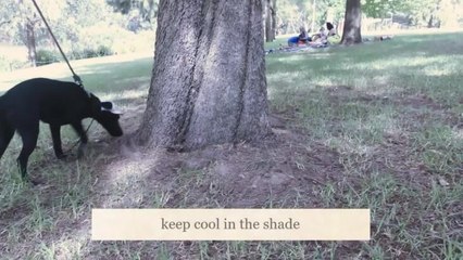 Cancer Council Top 10 summer safety tips