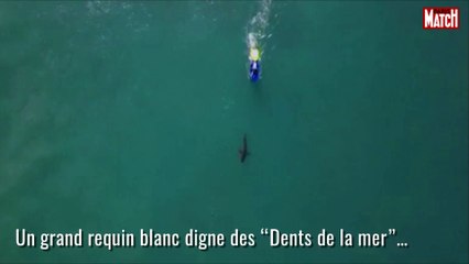 Requins contre surfeurs