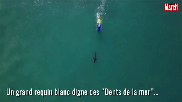 Requins contre surfeurs