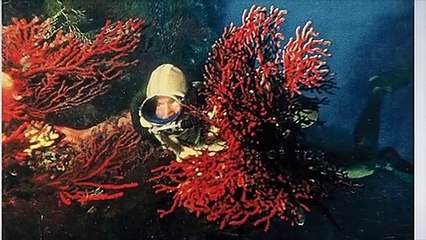 Commandant Cousteau, le héraut de l’environnement