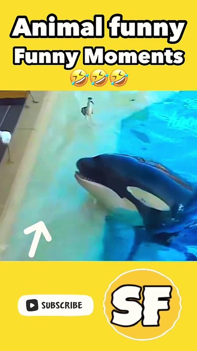 Animal funny moments caught in camera   कमेरा में रेकर्ड कुछ ऐसी घटनायें #shorts