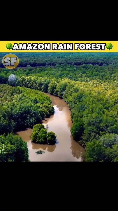 Amazon jungle 2780km sabse bada jungle