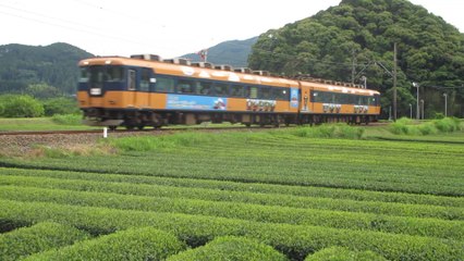 Japanese Oigawa Railways orange-colored railcars 16103 and 16003 in the tea fields in Kawanecho Nukuri 大井川鐵道 16000系電車で公共交通機関